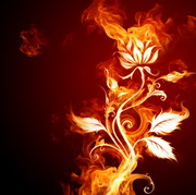 Fire Rose